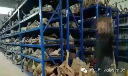 崖柏现在的市场行情如何 崖柏为何被大亨们所青睐