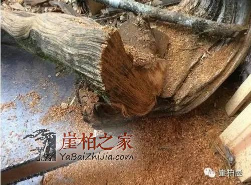 崖柏黑油料是怎么形成的？崖柏陈化料切下去后冒出黑油-1