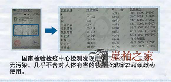 崖柏--将成为未来家庭健康、养生之王-4