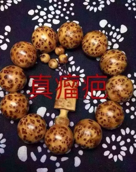 直击崖柏！带你了解什么才是正宗的太行崖柏！-7