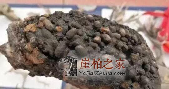 被鼯鼠“糟蹋”过的崖柏，竟然价格不菲!-4