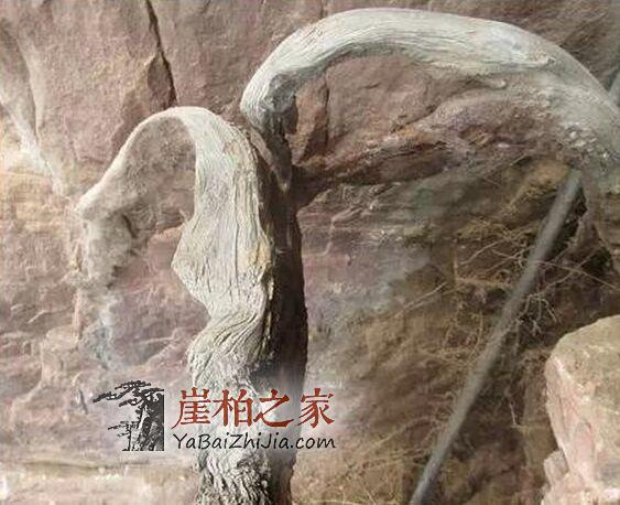 崖柏千年不死，死后千年又来迷惑人间-3