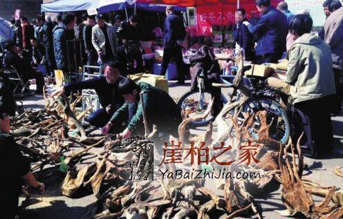 崖柏千年不死，死后千年又来迷惑人间-4