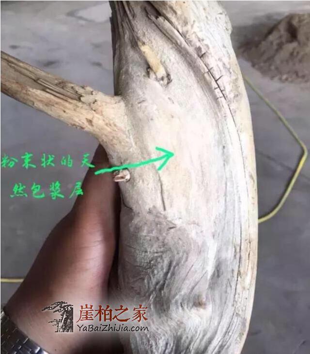 如何鉴别崖柏真假白粉皮？有图有真相-1