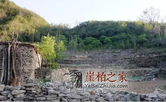 带你走进传说中的崖柏村，当地村民专职采挖崖柏-3