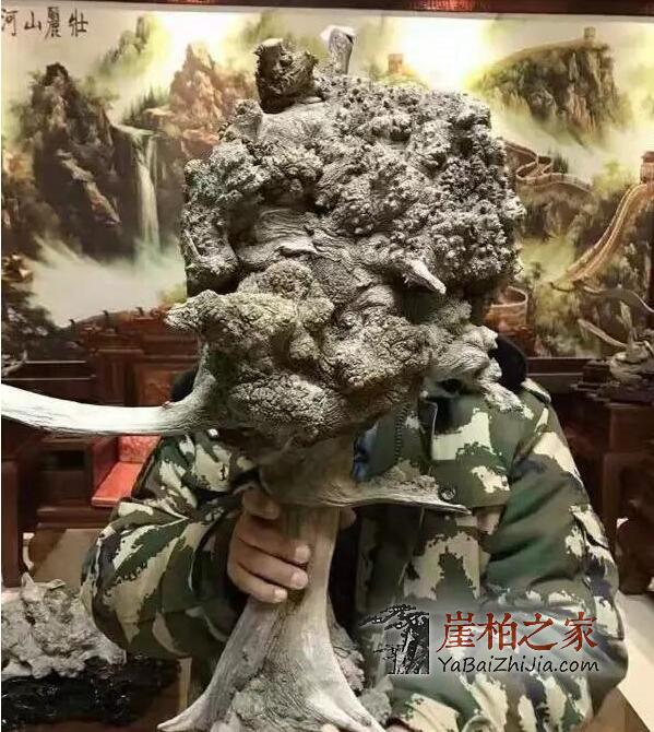 什么类型的崖柏最具潜力？不看是您的损失！-4