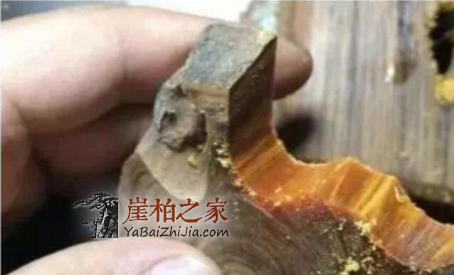 揭秘“崖柏黑油料”背后的秘密-5