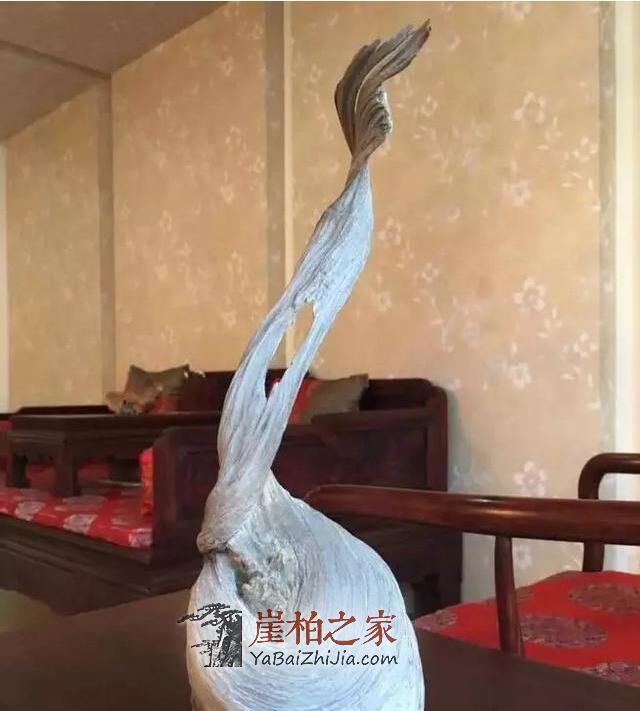 错过崖柏，错过缘分，但别错过机会！-4