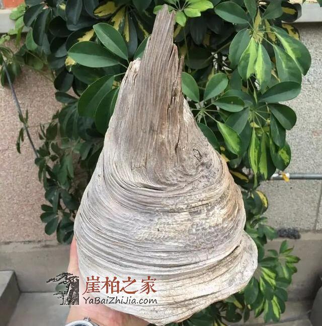 崖柏打磨哪些适合，哪些不适合与打磨小技巧？！-3