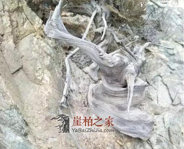 探寻崖柏生长的神秘地带-1