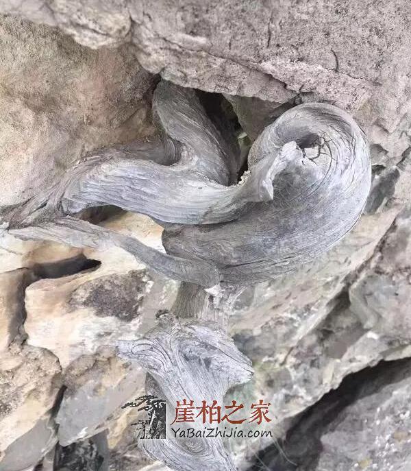 探寻崖柏生长的神秘地带-4