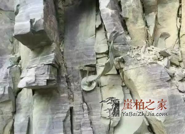 探寻崖柏生长的神秘地带-5