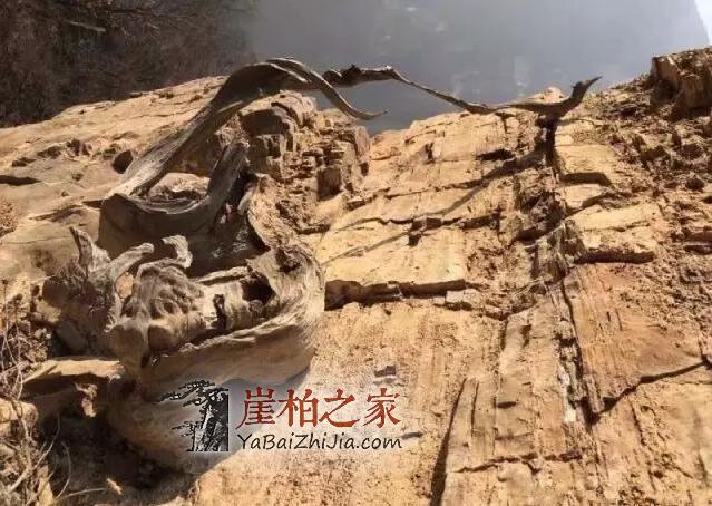 探寻崖柏生长的神秘地带-6