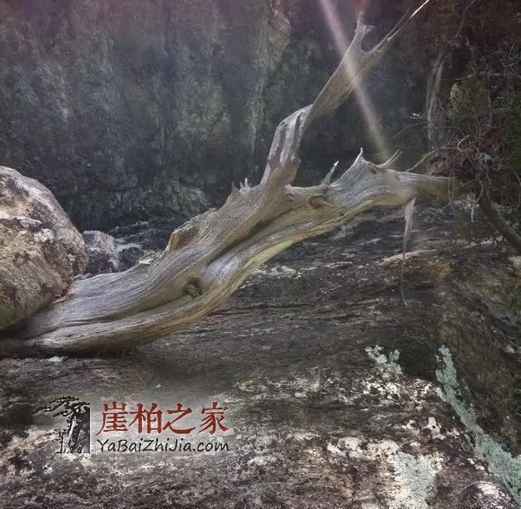 探寻崖柏生长的神秘地带-8