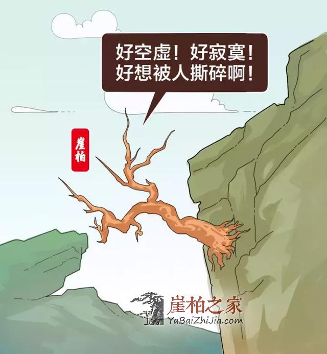 想买个崖柏？这些硬知识你不能不知道！-2