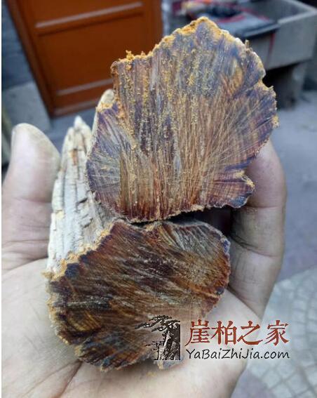 崖柏的油性和价值有何关系？-2