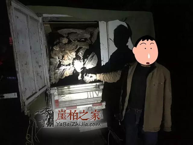 凌晨5人偷运12吨崖柏 丹巴森林公安当场抓获！-13