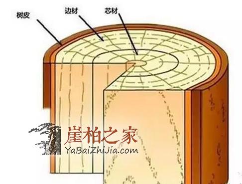 辩种论价值，崖柏百科知识大全-6