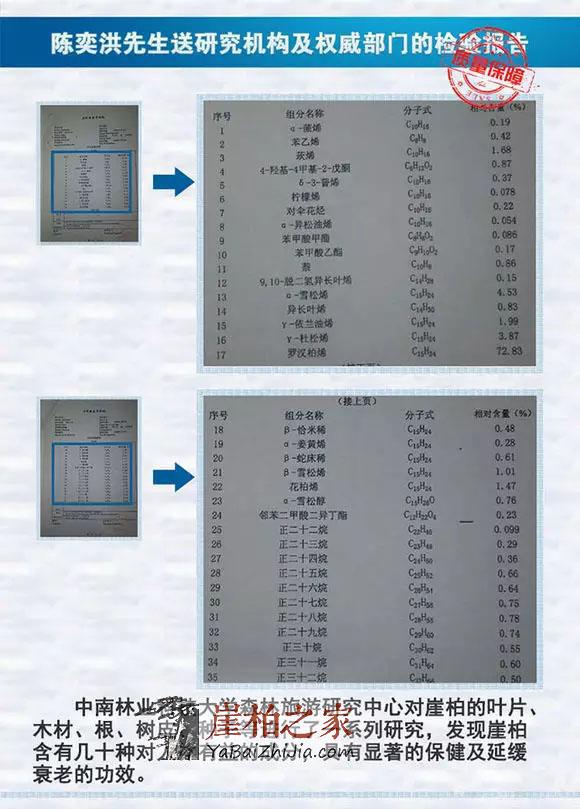 崖柏--将成为未来家庭健康、养生之王-2