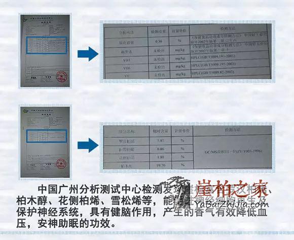 崖柏--将成为未来家庭健康、养生之王-3