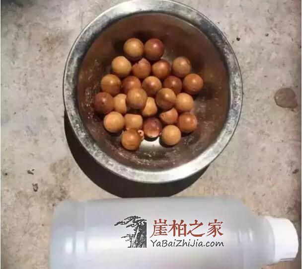 崖柏奸商造假猖獗，“黑科技”横空出世！-2